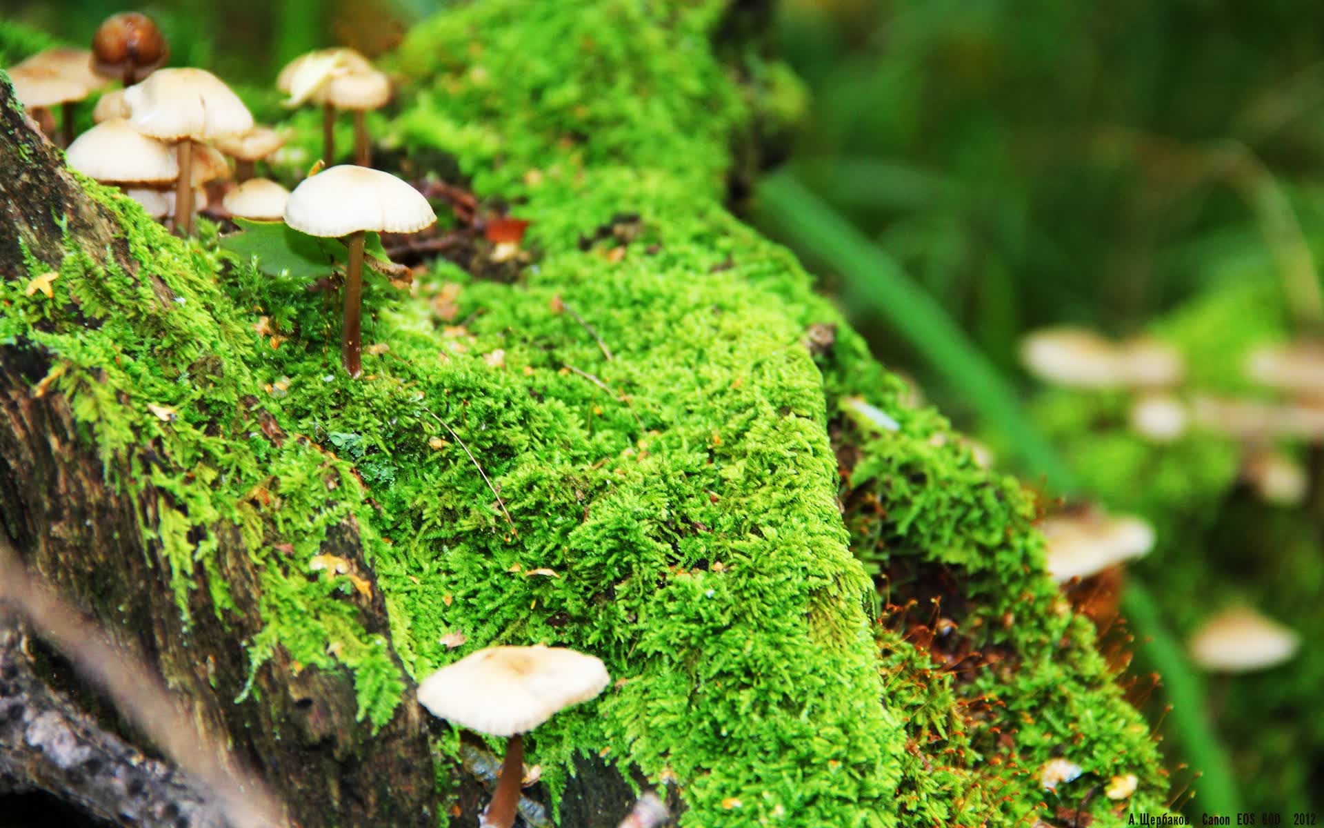 世界短跑线上对抗赛年度观众互动数据白皮书发布,世界短跑视频